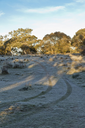 Frosty Foggy Morning